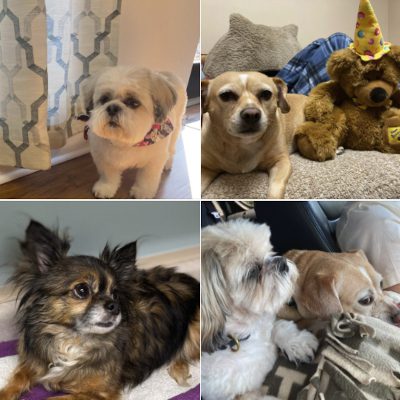 Barney, Krissy, and Koda